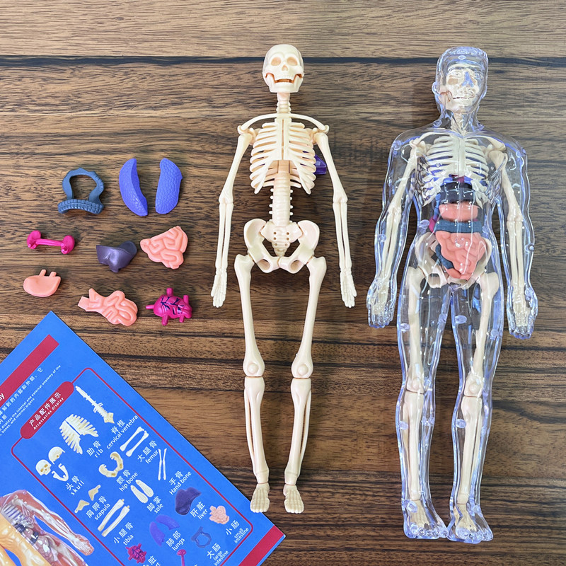 3D Human Skeleton Organ Anatom - Model Kit Fantasy recension och pris