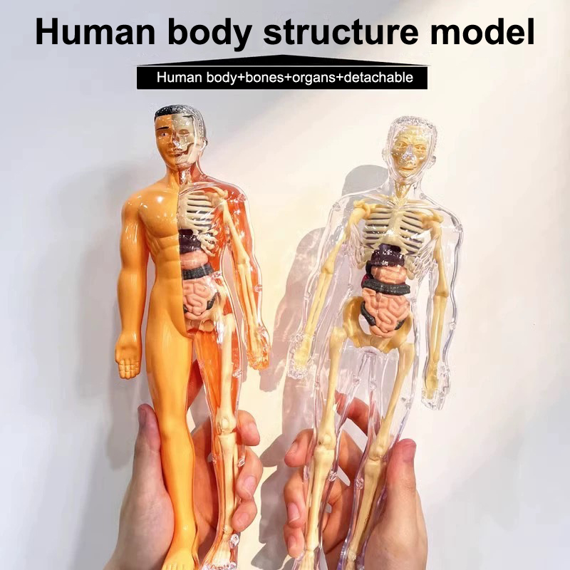 3D Human Skeleton Organ Anatom - Model Kit Fantasy recension och pris